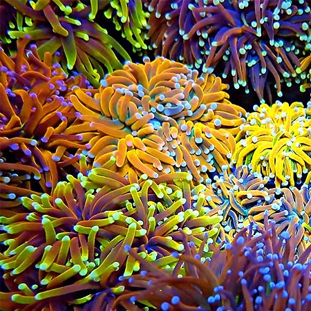 Euphyllia Glabrescens