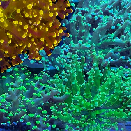 Euphyllia Paradivisa / Frogspawn