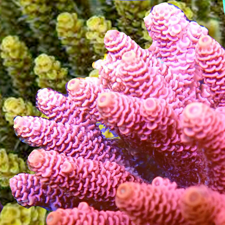 Millepora