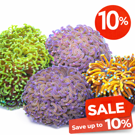 Euphyllia uitverkoop