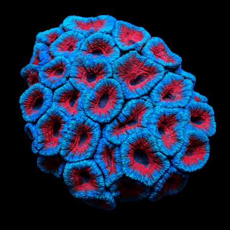 Acanthastrea lordhowensis (Rood) XXL (Ong. 12-13 cm)