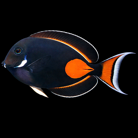 Acanthurus achilles (Achilles Doktersvis) M