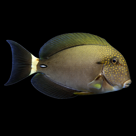Acanthurus maculiceps (Witkopdoktersvis) M