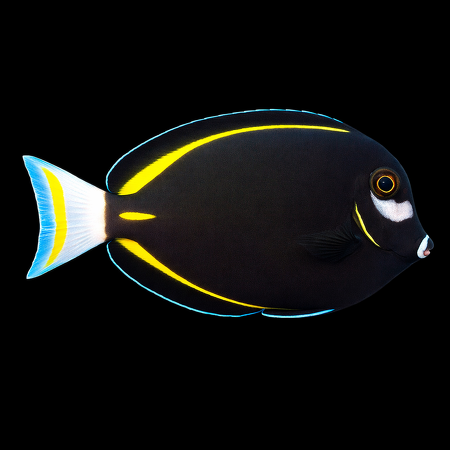 Acanthurus nigricans (Fluwelen Doktersvis) L