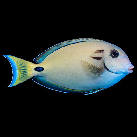 Acanthurus tennentii (Dubbelband Doktersvis) L