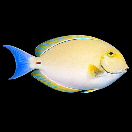 Acanthurus xanthopterus (Geelvin Doktersvis) M