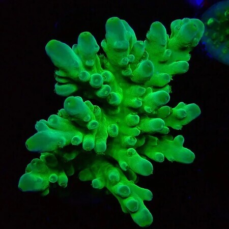 Acropora Austera Neon Groen M (Ong. 6-7 cm)