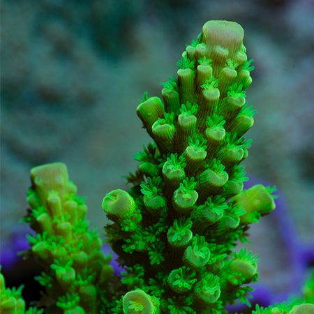 Acropora Formosa Groen XL (Ong. 10-11 cm)