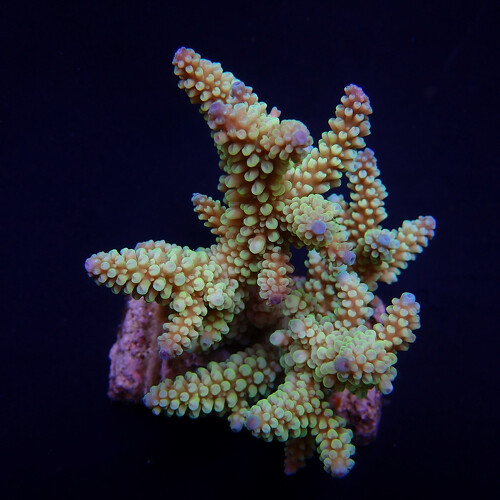 Acropora Nasuta S (Ong. 4-5 cm)