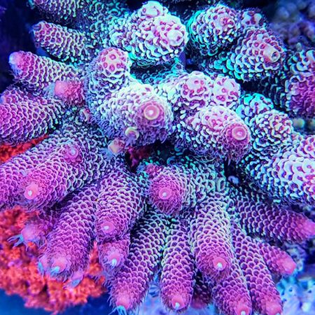 Acropora Spathulata Ultra XL (Ong. 10+ cm)
