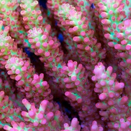 Acropora Strawberry Shortcake M (Ong. 6-7 cm)