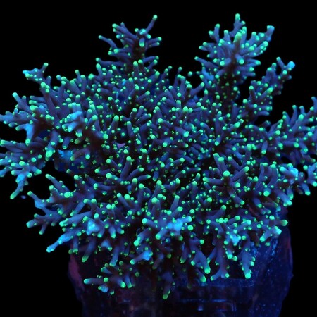 Acropora carduus S (Ong. 4-5 cm)