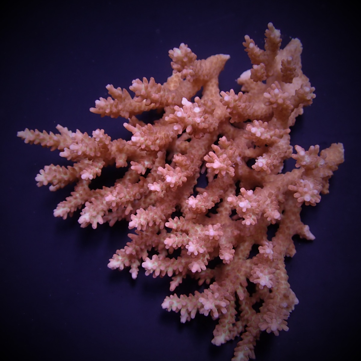 Acropora microclados XL (Ong. 10-11 cm)