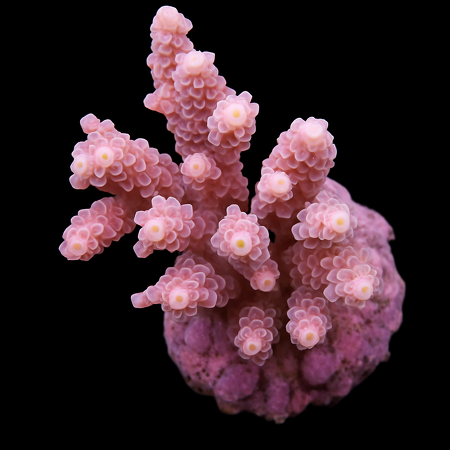 Acropora tenuis (Pinkish) M (Ong. 6-7 cm)
