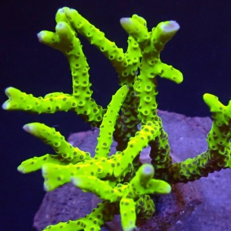 Anacropora Yellow/Green M (Ong. 6-7 cm)