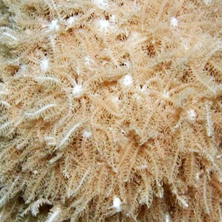 Anthelia Glauca XL (16-20 poliepen)