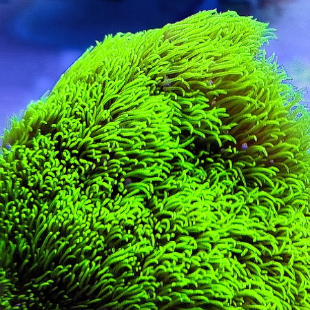 Briareum spp Ultra Toxic Green (Starpoliep) XL (Ong. 10-11 cm)