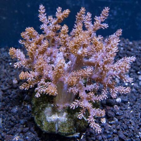 Capnella Kenia Tree Roze XL (Ong. 20 cm)