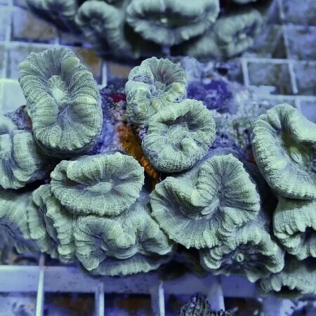 Caulastrea Groen S (3-4 koppen)