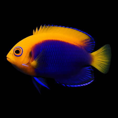 Centropyge acanthops (Orangeback Angelfish) L