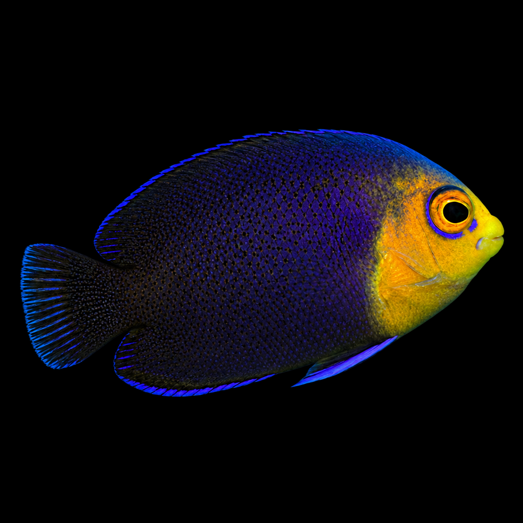 Centropyge argi (Pygmy Angelfish) S