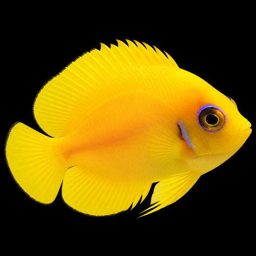 Centropyge flavissima (Lemonpeel angelfish) M