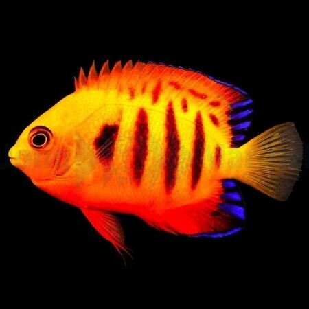 Centropyge loricula (Vlamengeltje) L