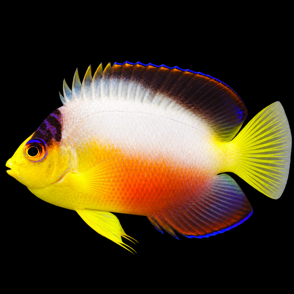 Centropyge multicolor (Multicolor Angelfish) S