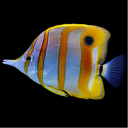 Chelmon rostratus – Koperbandvlindervis L