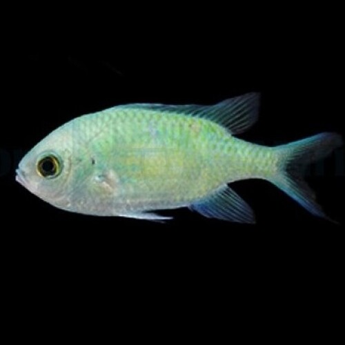 Chromis viridis – Blauwe Groene Juffer (XL)