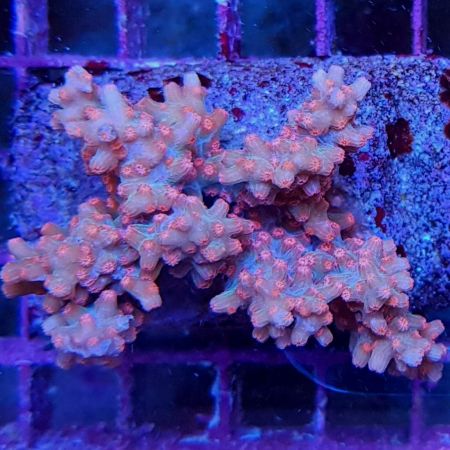 Cyphastrea Decadia M (Ong. 5 - 6 cm)