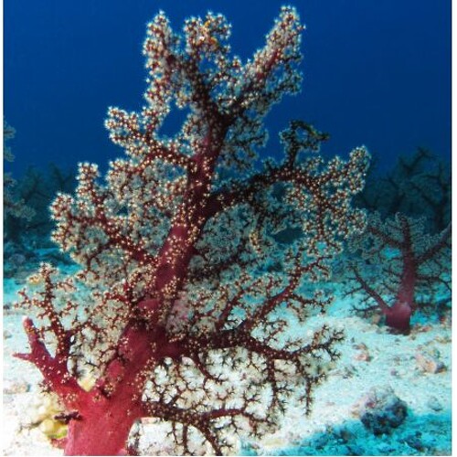 Dendronephthya Rood XL (Ong. 20 cm)