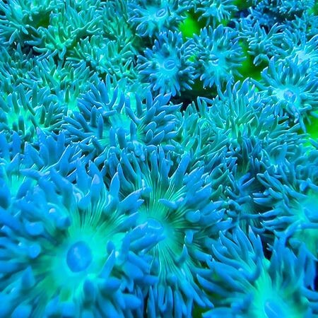 Duncanopsammia Ultra Green XXL (11 - 15 koppen)