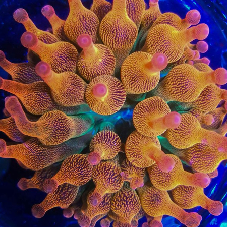 Entacmaea sunburst – Tepelanemoon S/M