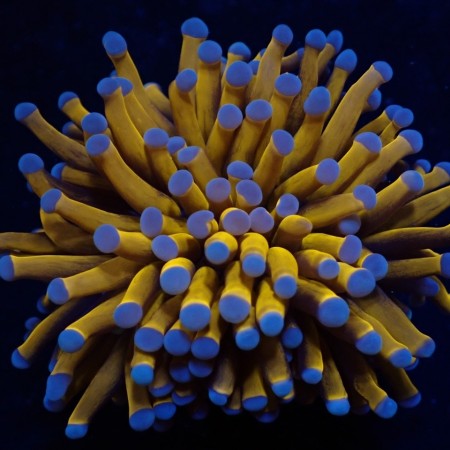 Euphyllia Cristata Gold Torch (5 koppen)