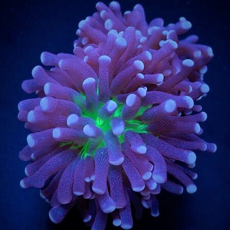 Euphyllia Cristata (Joker) (5 koppen)