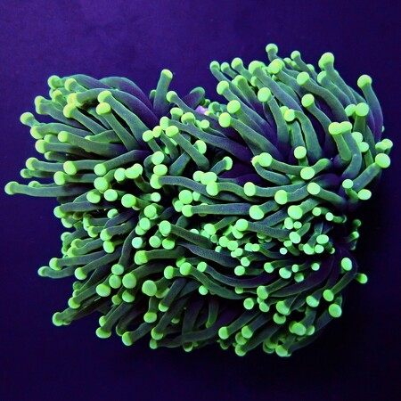 Euphyllia Cristata Ultra Green (4 koppen)