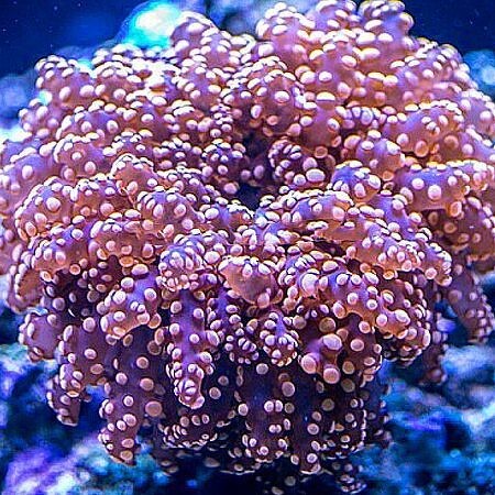 Euphyllia Frogspawn (Orange) (4 koppen)
