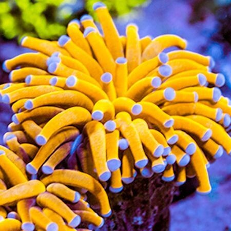 Euphyllia Glabrescens 24K Ultra Orange (5 koppen)