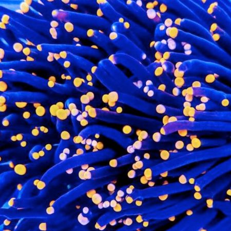 Euphyllia Glabrescens Black Torch (5 koppen)