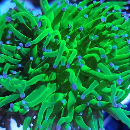 Euphyllia Glabrescens Blueberry Ultra Green met paars/blauwe tips (4 koppen)