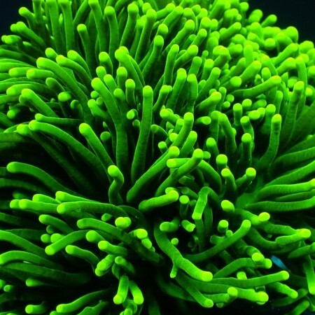 Euphyllia Glabrescens Ultra Green (5 koppen)