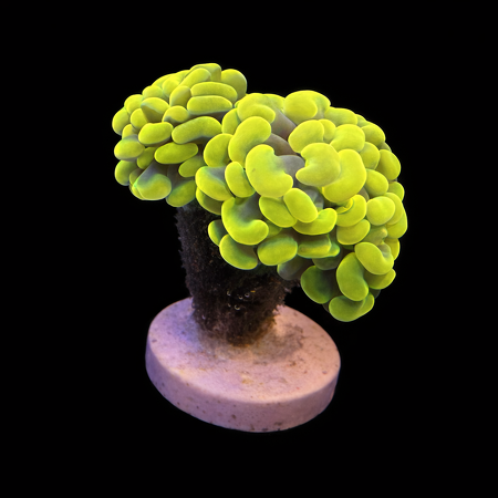 Euphyllia Paraancora Holy Grail (2 koppen)