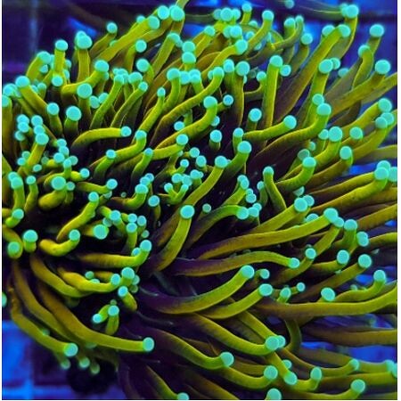 Euphyllia glabrescens Dragon Soul (4 koppen)
