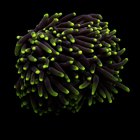 Euphyllia glabrescens (Green) (Premium) (4 koppen)