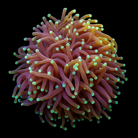 Euphyllia glabrescens (Orange-Yellow) (2 koppen)