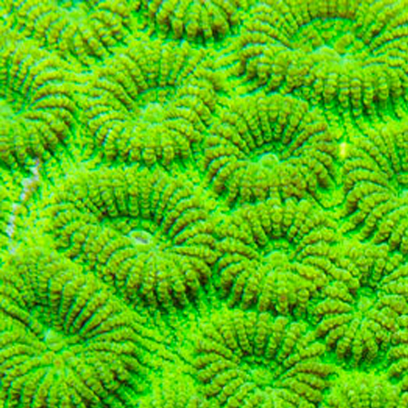 Favia Ultra Green M (Ong. 4-5 cm)