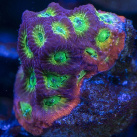 Favites JF sector 001 S (Ong. 4-5 cm)