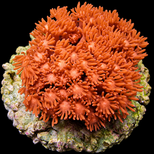 Goniopora Red (Premium) S (Ong. 4-5 cm)