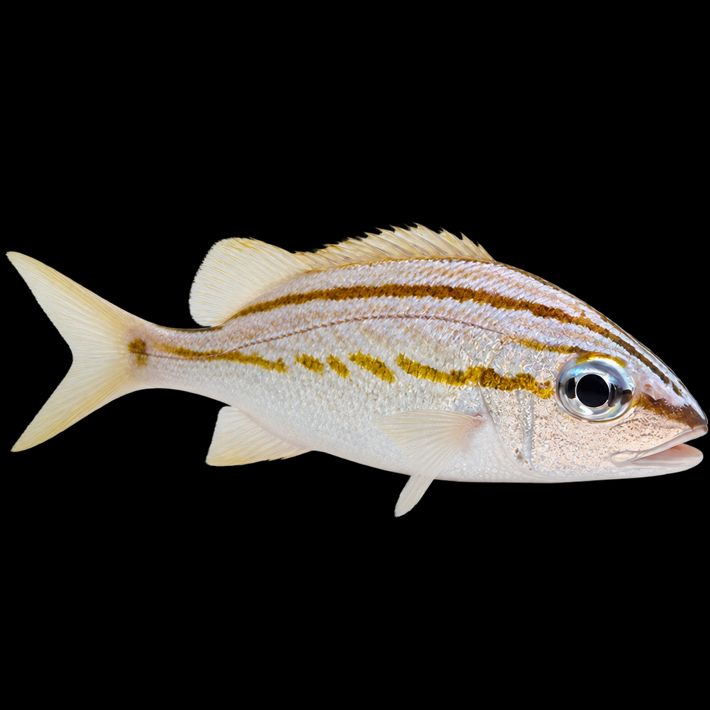 Haemulon flavolineatum (French grunt) XL
